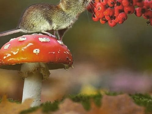 Respeito a todas as formas de vida