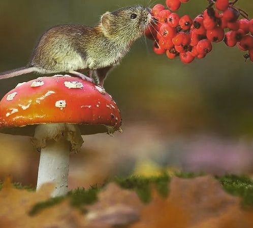 Respeito a todas as formas de vida