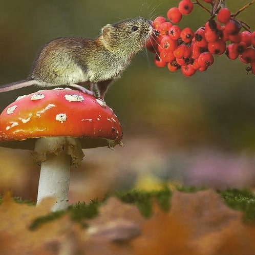 Respeito a todas as formas de vida